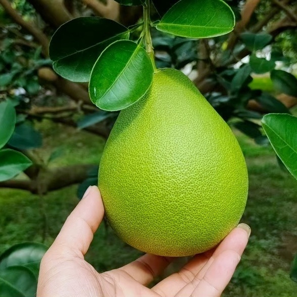 方世良家中經營麻豆文旦