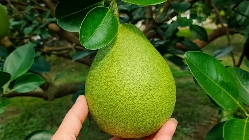 ■將疫情危機化為轉機，世良有機會把家中的文旦事業轉型數位電商